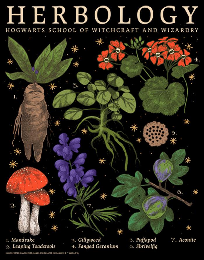 Fifth Sun Junior's Harry Potter Hogwarts Herbology T-Shirt