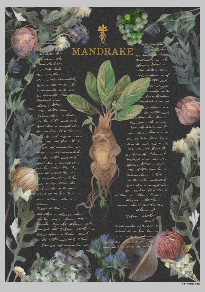 Fifth Sun Junior's Harry Potter Mandrake Root Recipe T-Shirt