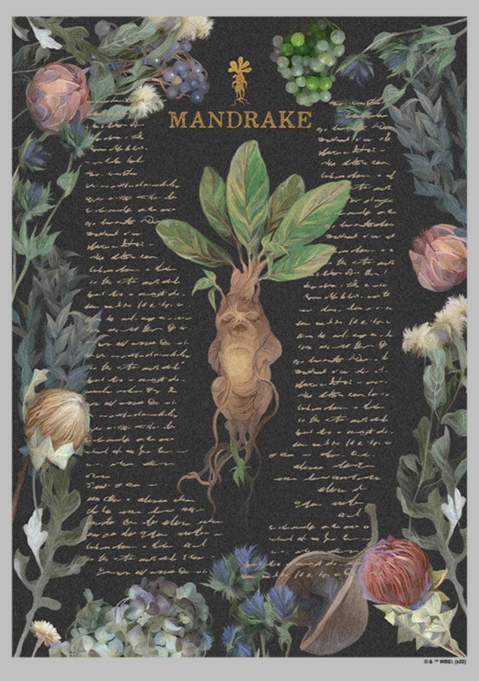 Fifth Sun Women's Harry Potter Mandrake Root Recipe T-Shirt